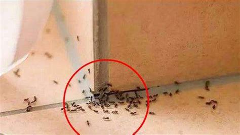 五七誰要參加 家里有蚂蚁风水